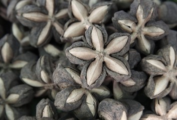 Sacha inchi peanut seed background