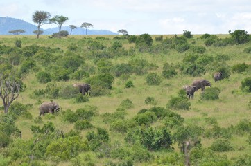 Fototapeta na wymiar Troupeau d'éléphants gris d'Afrique avançant dans la savane du Parc Masaï Mara au Kenya