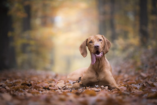 Hungarian hound dog in autumn time