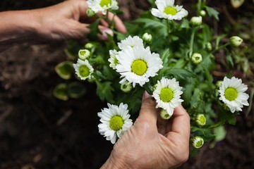 Cropped hands of senior woman touching white flowers