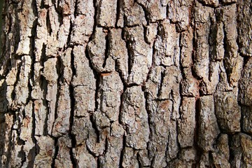 green bark texture