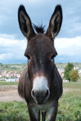 Muli