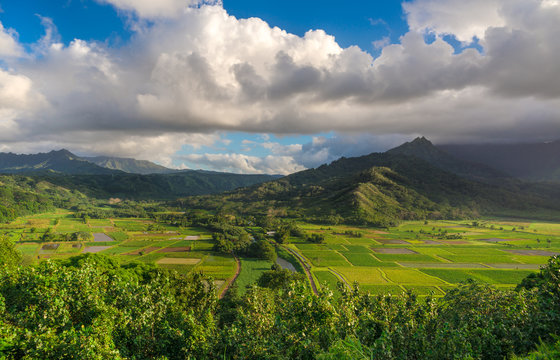 Taro fields in beautiful Hanalei Valley Kauai, Hawaii
