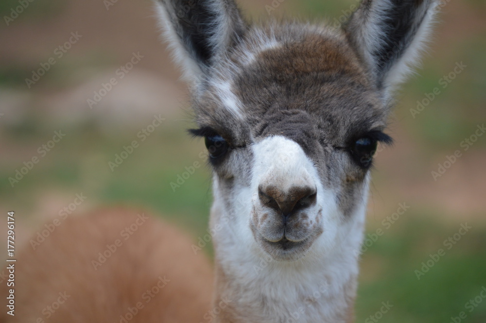 Wall mural eyelashes on a baby llama