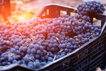 Rolgordijnen Blue grapes for winemaking. Grapes on a branch. Grapes in Baskets Of Blue Grapes Recently Harvested © Aleksandr