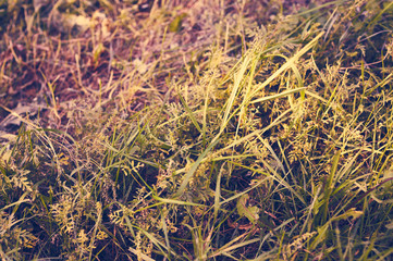 Autumn grass at dawn