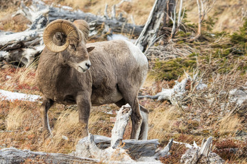 Bighorn Ram and Deadwood