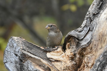 The bird on the tree