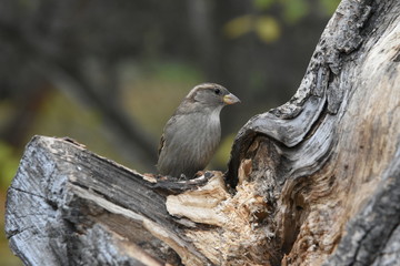 The bird on the tree