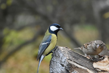 The bird on the tree