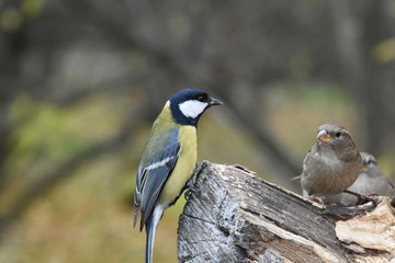 The bird on the tree