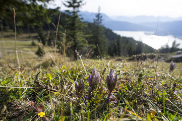 Schwalbenwurz-Enzian im Alpenvorland