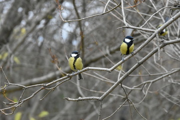 The bird on the tree