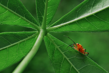 hiding red insect