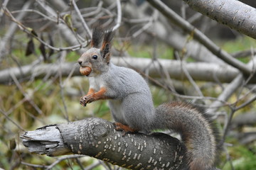 Naklejka na ściany i meble Squirrel on the tree