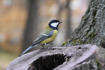 Titmouse on a tree