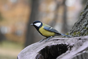 Titmouse on a tree