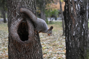 Squirrel
