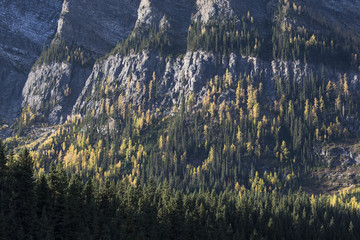 m&eacute;l&egrave;zes canadiens