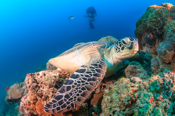 Large sea turtle on a coral reef with background SCUBA diver