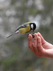 Titmouse on hand