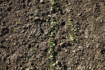 Vegetable bed. Growing sprouts of organic vegetables. Spring in country permaculture garden.