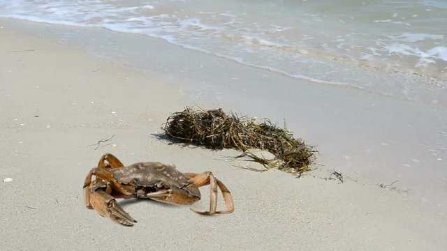 	Crab on the beach.