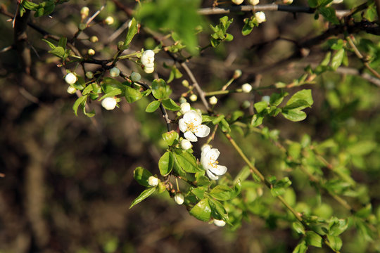 Flower blooms on spring hedges with cherry plum.
