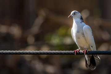 Dove