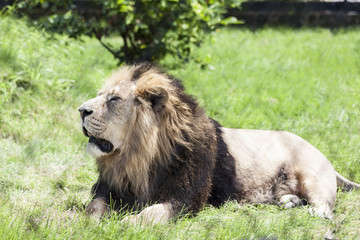 Lion