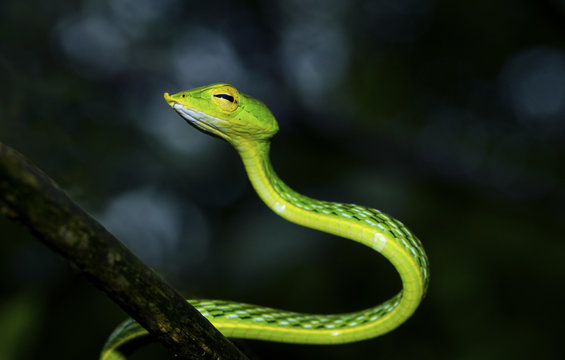 green vine ready to strike