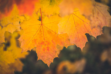 Autumn dry yellow maple leafs close up with blurred dark background
