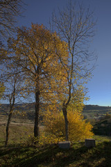 Fototapeta na wymiar Arbres aux feuilles mordorées dans la campagne vallonée au soleil couchant en automne dans les Cévennes.