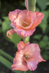 Gladiolus hortulanus ornamental flowers in bloom, orange pink color