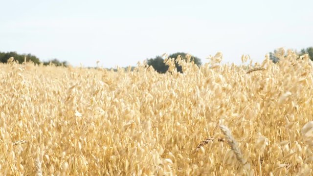 Golden wheat ears growing in the field