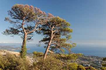 Two pines overlooking a french city by the Mediterranean sea
