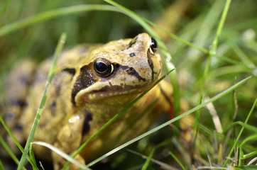 Macro view to the head of a marsh frog (Pelophylax ridibundus)