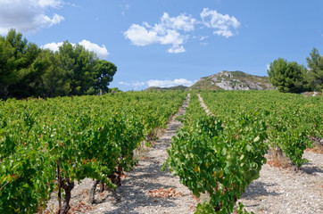 Fototapeta na wymiar Vineyard on the slope of a rocky hill in southern France