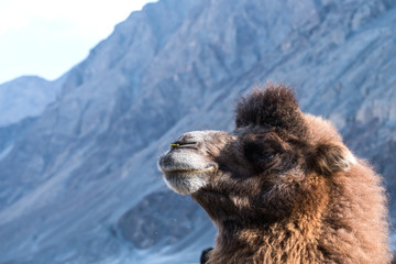Closeup image of a camel with mountain background