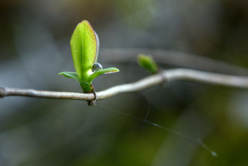 A drop  on green leaves