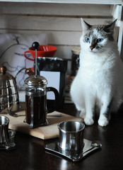 The process of brewing coffee. White blue-eyed cat makes coffee in french press