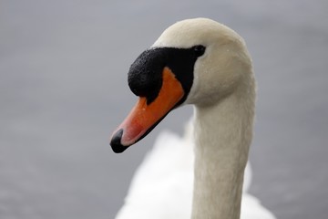 Obraz premium The Swan