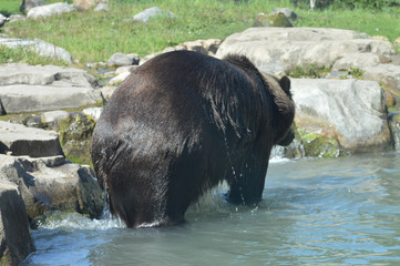 Grizzly bear in the water