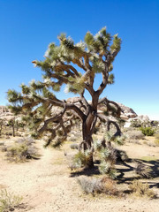 Joshua Tree