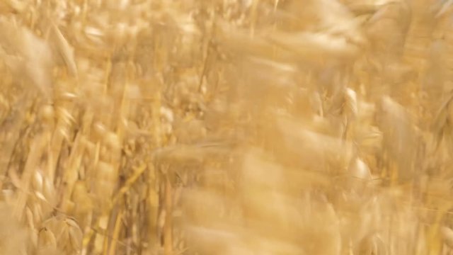Golden wheat ears growing in the field