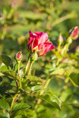 Red rose in a beautiful garden