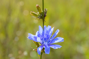 Flower of the common chicory plant