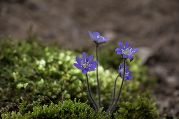 봄에 핀 야생화