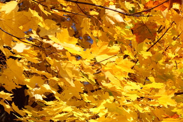 Amazing yellow texture of autumn leaves close up 