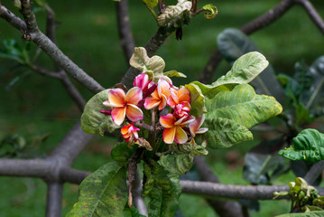 Wide angle detail of orange-pink frangipani flowers on a branch with large, wrinkled leaves, Thailand. Travel and nature concept.